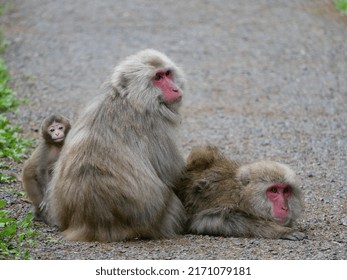 Three Wild Japanese Monkeys On The Mountain Walking Path.