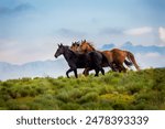 Three wild mustangs running down a green grass hill in the morning summer light with a background of the blue sky and high Rocky Mountain peaks 