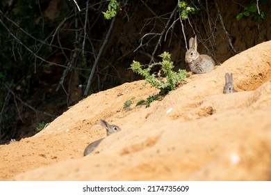 Three Wild Rabbits, (Oryctolagus cuniculus), guarding the entrance to their burrow. Spain - Shutterstock ID 2174735609