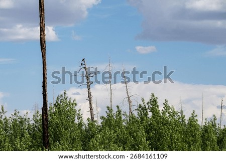 Three wild, rare and critically endangered California Condors, Gymnogyps Californianus, perched in a dead tree on the Kaibab Plateau, Arizona
