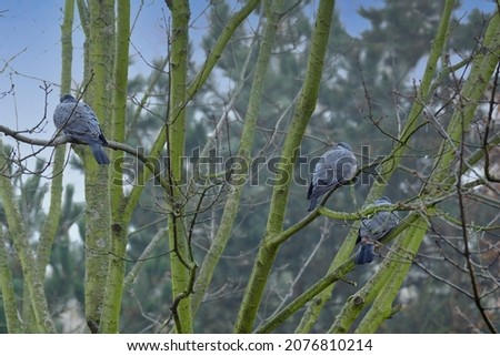 three wild wood pigeons, Columba palumbus sitting in foggy forest on branch of marsh oak, concept ornithology, birds of Germany, fauna natural zones temperate of europe, nature protection