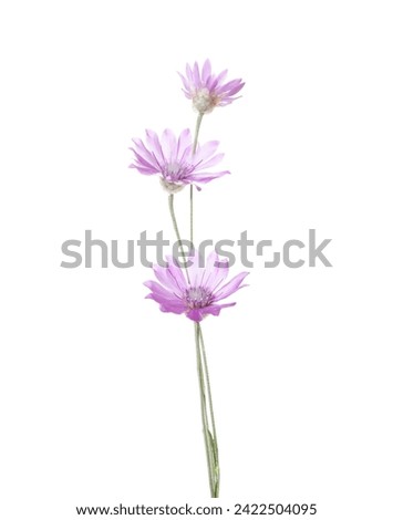 Three  wildflowers of lilac color isolated on white background. Xeranthemum annuum (Immortelle) Stock photo © 