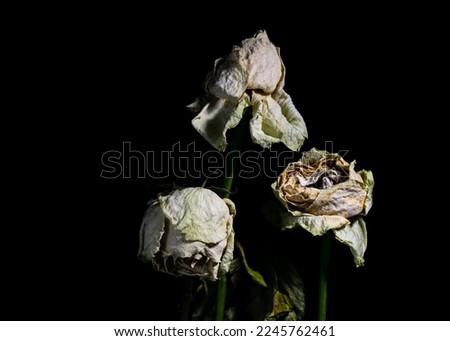 Three wilted roses on a black background