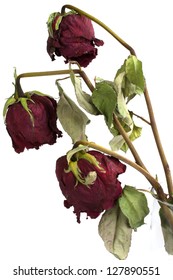 Three wilted roses on white background