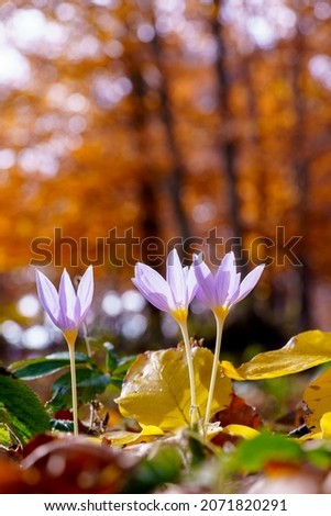 Image, Stock Photo Autumn anemones from the frog’s perspective again