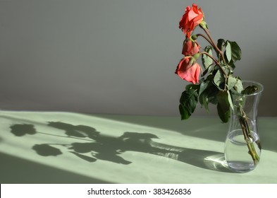 Three withered roses in a vase and its shadow. Side view. Landscape orientation