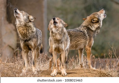 Three Wolf Pack