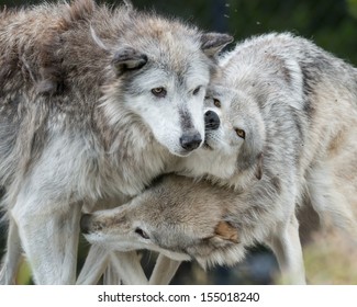 1,304 Yellowstone national park wolves Images, Stock Photos & Vectors ...