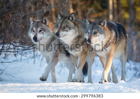 Three wolves marching together