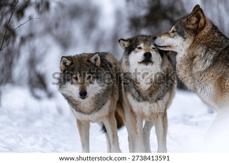 Three wolves in the snow