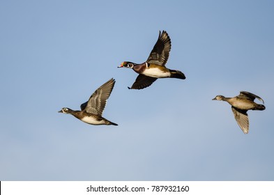 2,198 Wood duck flying Images, Stock Photos & Vectors | Shutterstock