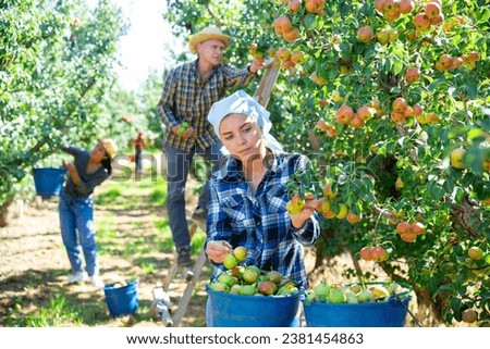 Three workers picking green and pink pears in garden