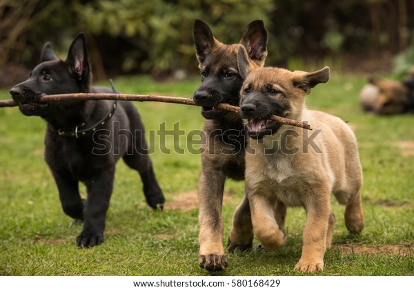 Tre Arbetslinje Tyska Herde Valpar Ger Stockfoto Redigera Nu 580168429