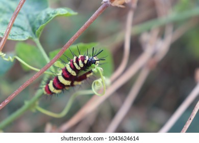 Maranta Houseplant On White Background Stock Photo (Edit Now) 176808254