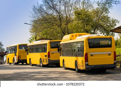 Three Yellow Buses Waiting