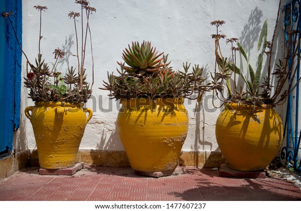 Download Three Yellow Clay Pots Plants On Stock Photo Edit Now 1477607237 Yellowimages Mockups