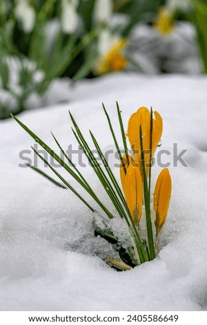 three yellow crocus buds are coming through the snow