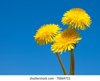 55,608 Dandelions Blue Sky Images, Stock Photos & Vectors | Shutterstock