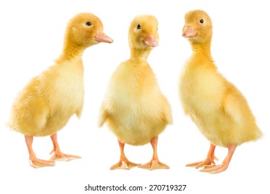 Three Yellow Ducklings Isolated On White Stock Photo 270719327 ...