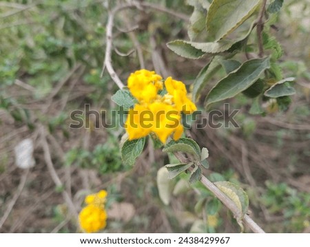 three yellow flower in plant 