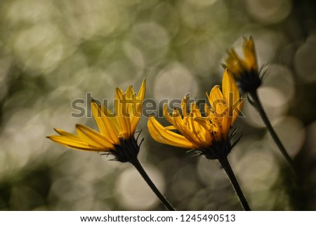 Similar – Yellow wildflowers on a riverbank in the evening light