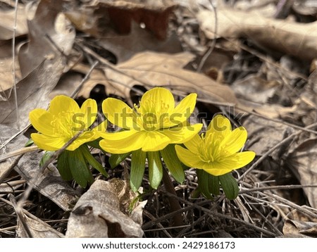 Three yellow flowers blooming under fallen leaves