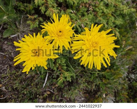 Three yellow flowers, center, on a green grass background
