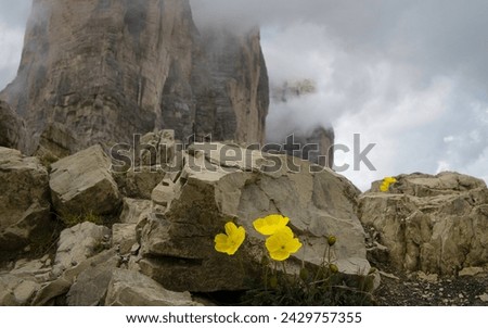 Three yellow flowers in front of rock boulders with misty mountain in the background.