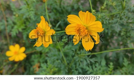 Three Yellow flowers 
on green leaves background 