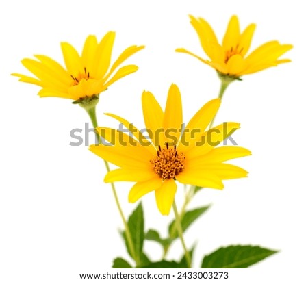 Three yellow flowers on a white background. 