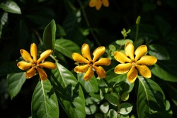 Three Yellow Gardenia Carinata Bloom 