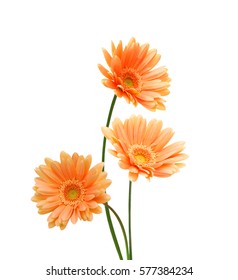 Three yellow Gerber flowers, daisies isolated on white 