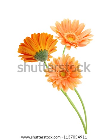 Three yellow Gerber flowers, daisies isolated on white