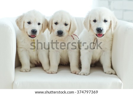Three yellow lab puppies.