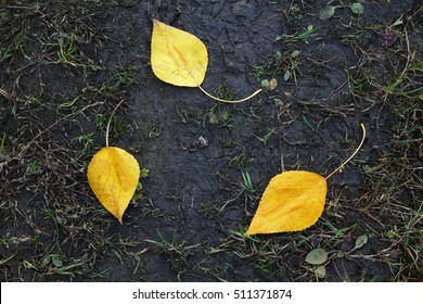 three yellow leaf lying on the ground
