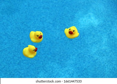 Three Yellow Rubber Ducks Floating In A Blue Swimming Pool, Overhead View, Copy Space.