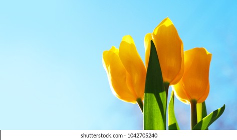 Download Three Flowers High Res Stock Images Shutterstock