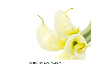 Three Yellow White Flowers On A White Background