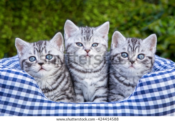 Three Young British Short Hair Black Royalty Free Stock Image