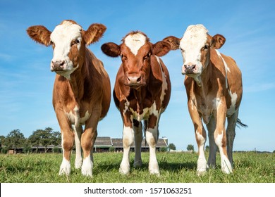 Three young cows in a row, side by side, standing upright in a green meadow, red and white.
