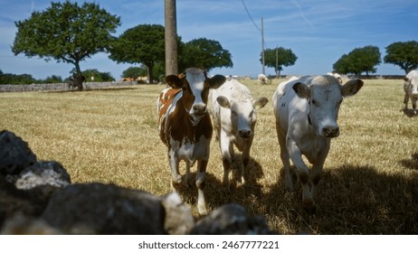 Three young cows stand on a sunny field near trees and a stone wall in a rural outdoor setting.