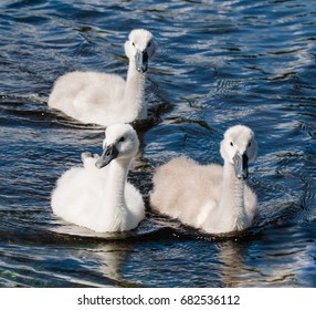 Three young cygnets of mute swan swimming on the lake