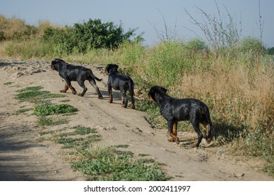 Three Young Dogs Walking Up A Dirt Road. Wet Three-month-old Rottweiler Puppies After Swimming In The Sea. Puppies From The Same Litter. Kennel. Back View. Summertime, Daytime. No People.