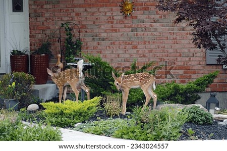 Three Young fawns having breakfast eating plants in yard of a ranch home in an urban neighborhood. Northern Kentucky
