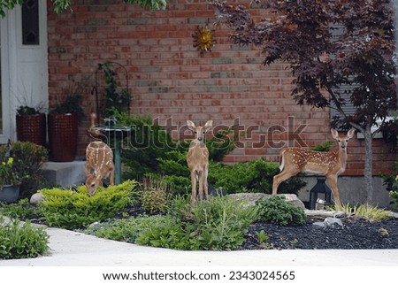 Three Young fawns having breakfast eating plants in yard of a ranch home in an urban neighborhood. Northern Kentucky