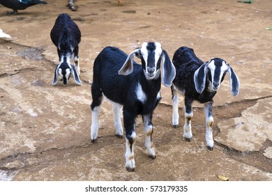 Three Young Goats