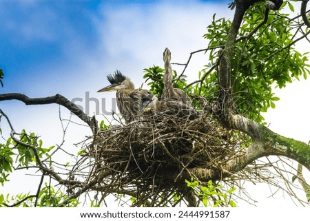 Three young great blue heron nestlings in the nest in the heron rookery. They look nearly ready to fledge, but are quite funny looking with their head feathers standing straight up.