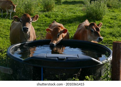 Three young Jersey cows drinking from a water trough, near Cholmondeley, in Cheshire, England, on a hot summers evening.