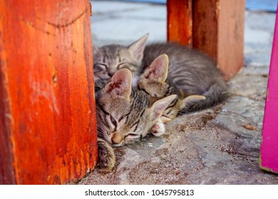 Three young kittens cuddling under a table on the ground - Shutterstock ID 1045795813