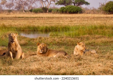 Three young lion (Panthera leo) brothers who are still growing their manes, relax beside a water hole in Botswana. - Shutterstock ID 2240213651